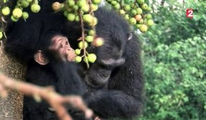 Les chimpanzés à l'honneur au Muséum d'Histoire naturelle