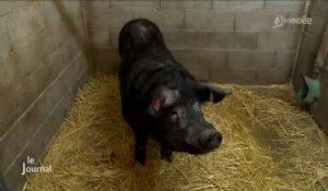 Vendée : Valoriser le porc gascon au Salon de l'agriculture