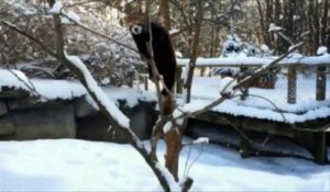 Insolite : les bêtes du zoo de Cincinnati s'amusent dans la neige