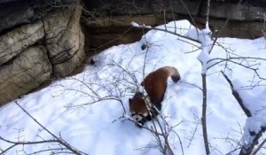 Des pandas batifolent dans la neige