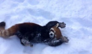 Des pandas rouge comme des fous dans la neige : adorable