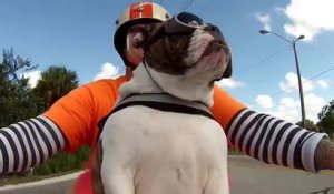 Ce bulldog est le plus swag de la planète : en bon motard, il salue les voitures qu'il croise !