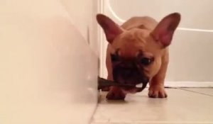 Un chien joue avec une butée de porte