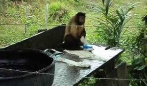 Un petit singe qui fait sa lessive