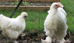 Gannes : les poules mangent les restes de la cantine scolaire