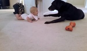 Un bébé qui avance à 4 pattes fait un bisous à un chien : trop mignon