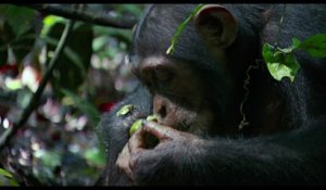 Chimpanzés - Extrait (4) VF