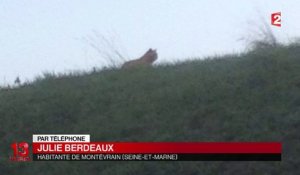 Un tigre se promène en liberté à Montévrain