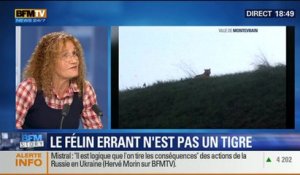 BFM Story: Seine-et-Marne: le félin traqué n'est pas un tigre – 14/11