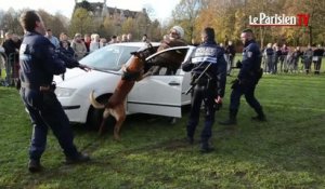 Les chiens de police en démonstration à Compiègne