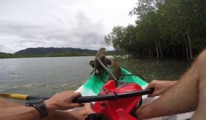 Pris en embusquade par des singes en Thailande