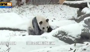 Un panda s'éclate dans la neige