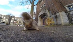Un écureuil suprenant lui vole sa Gopro !