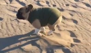 Chien roule dans le sable