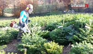 Morvan : le royaume du sapin de Noël naturel