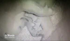 Pays-Bas : une ourse polaire donne naissance à des triplets
