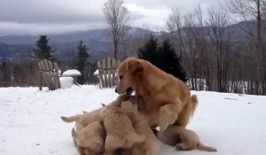 Une chienne joue avec ses petits chiots. So Cute!!