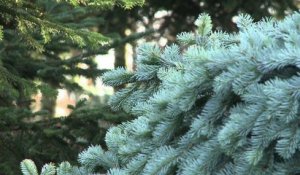 D'où viennent les sapins de Noël ?