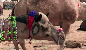 Le Rajasthan accueille une grande foire aux chameaux