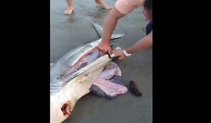 Sauver 3 bébés requins du ventre de leur mère morte en lui faisant une césarienne sur la plage!
