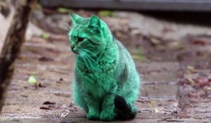 Le chat vert de Bulgarie