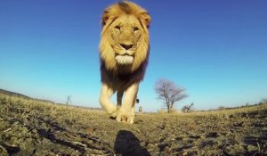 Une caméra GoPro dans la gueule d'un lion
