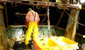 Le Tréport : un jour à la pêche à la coquille