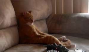 Un chat fan de Slayer, assit sur le canapé comme un humain!
