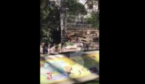 Une lionne attaque un homme au zoo de Barcelone !