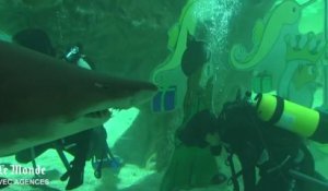Au zoo de Madrid, une crèche au milieu des requins