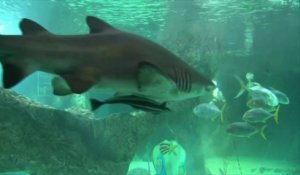 Une crèche dans un aquarium à requins