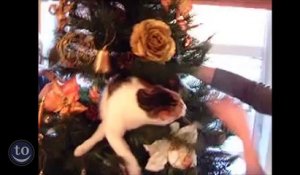 Cats vs Christmas Trees