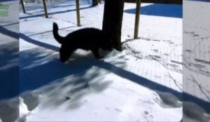 Quand nos chiens et chats deviennent fou dans la neige - compilation adorable!
