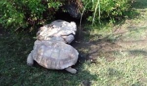 La nature est belle : une tortue aide une congénère à se remettre sur ses pattes !