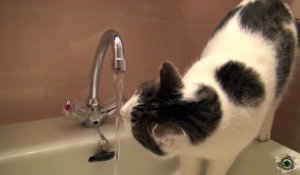 Ce chat boit l’eau au robinet