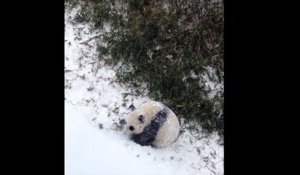 un panda fait des roulades dans la neige