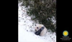 Le panda Bao Bao découvre la neige