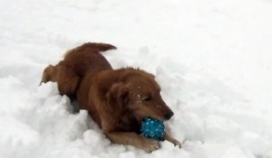 Dog confused by squeaky toy