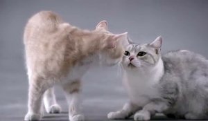 Ogilvy & Mather Shanghai pour Kotex (Kimberly-Clark) - serviettes hygiéniques, «Cat» - août 2014