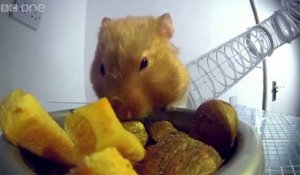 Un hamster aux rayons X