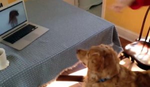Un chien regarde la vidéo du chien qui joue avec un jouet qui couine!