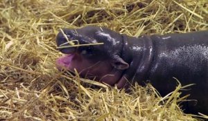 Bébé hippopotame pygmée trop mignon!