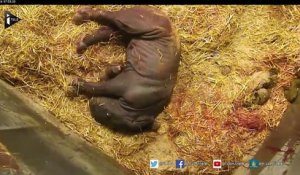 Danemark : naissance et premiers pas d'un bébé rhinocéros