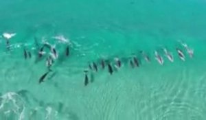 En Australie, les dauphins aussi prennent des vagues !