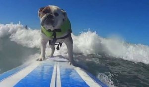 Les chiens savent aussi surfer !