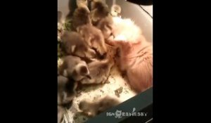 Bébé chats et bébé canards : meilleurs amis du monde!