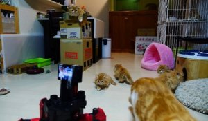 Bébé chat VS Robot araignée