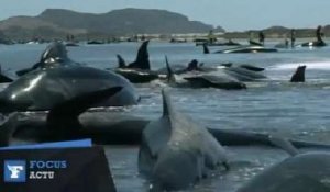 200 baleines s'échouent sur une plage de Nouvelle-Zélande