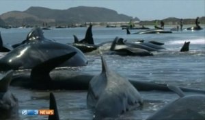 La moitié des 200 baleines échouées en Nouvelle-Zélande sont mortes