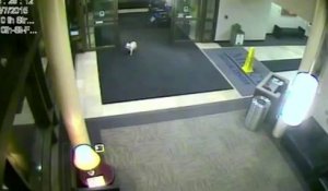 Un chien retrouve sa maîtresse dans un hôpital